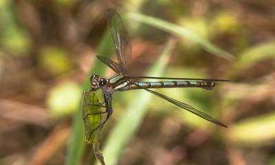 Diphlebia lestoides